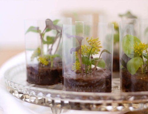 Edible Chocolate Terrariums