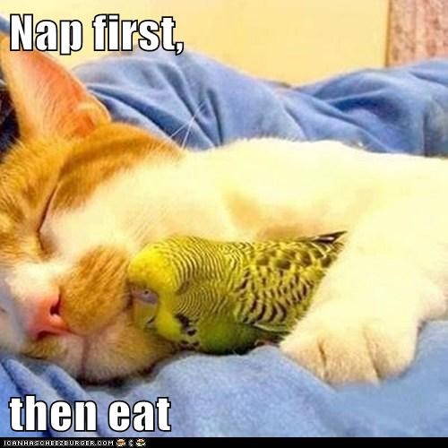 Nap first,   then eat