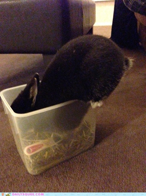 Reader Squee: Eager Bunny 