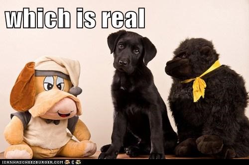 which is real