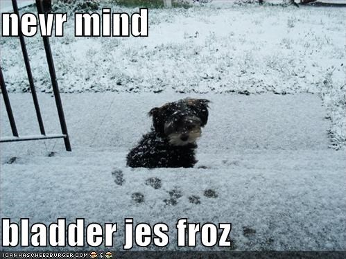 nevr mind  bladder jes froz