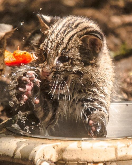 Squee Spree: Fishing Cats Gonna Fish 
