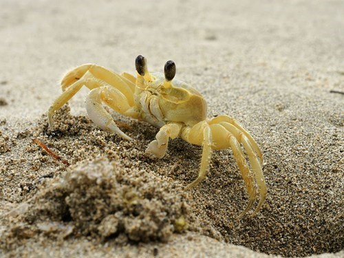 Creepicute: Crabby Crabs 