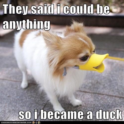 They said i could be anything  so i became a duck