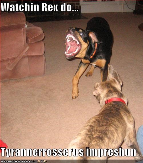 Watchin Rex do...  Tyrannerrosserus impreshun