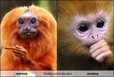 monkey Totally Looks Like monkey