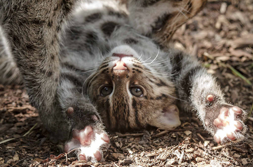 Squee Spree: Farewell Fishing Cats 