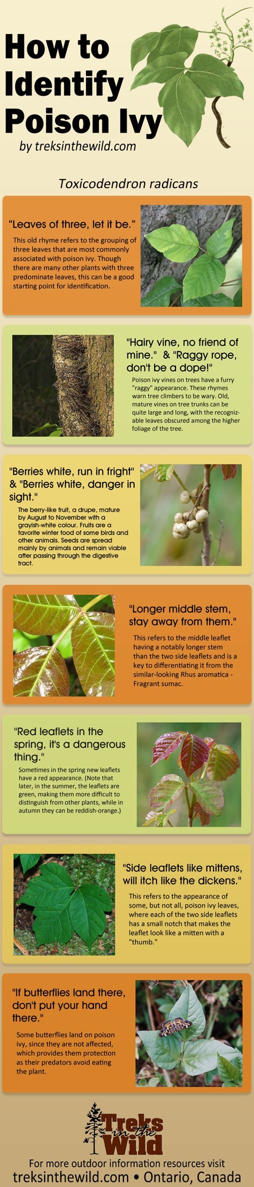 nature,poison ivy,infographic