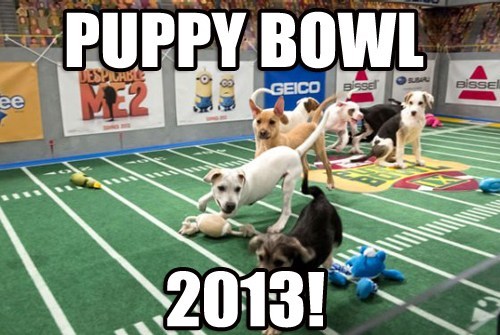 Starting Lineups Announced for Puppy Bowl 2013!