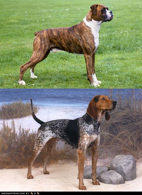 Goggie ob teh Week FACE OFF: Boxer vs. English Coonhound 