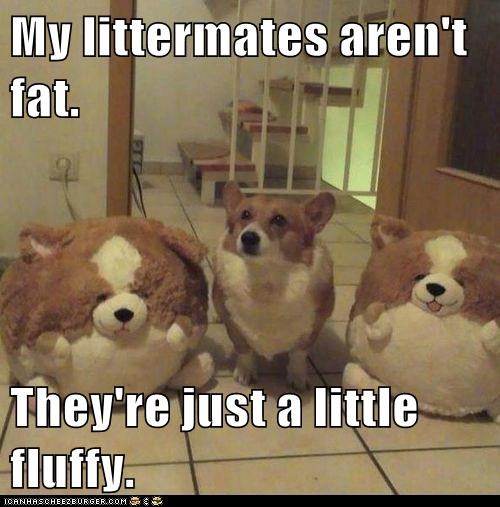 My littermates aren't fat.  They're just a little fluffy.