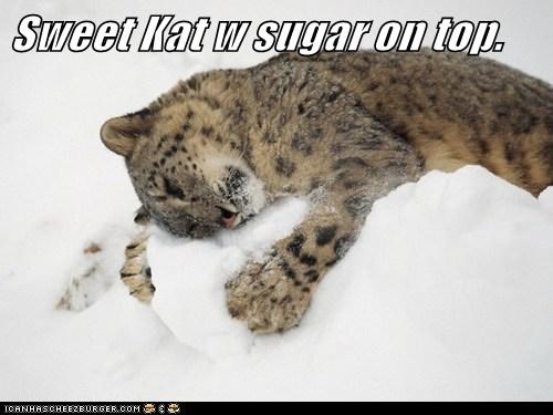 Sweet Kat w sugar on top.