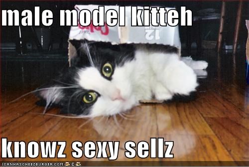 male model kitteh  knowz sexy sellz