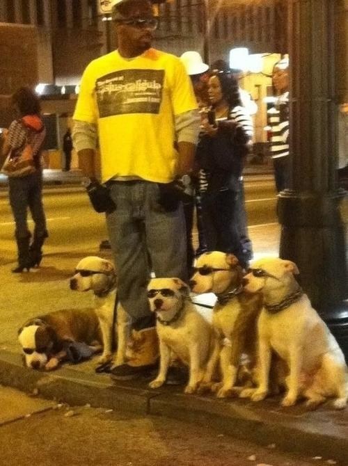 Who Let the Dogs Out?