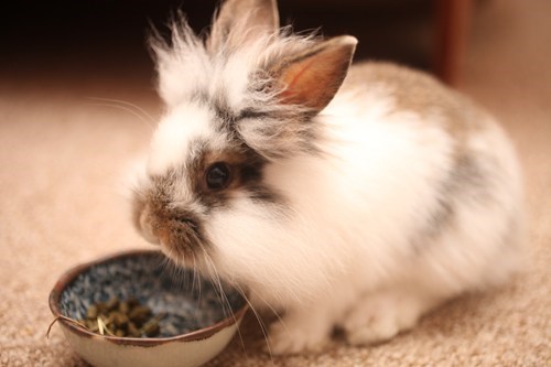Bunday: Einstein Bunny 