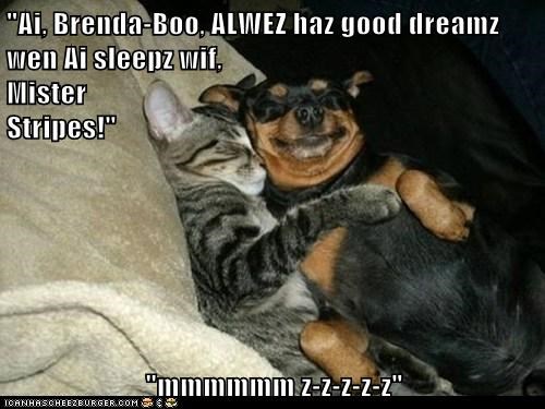 "Ai, Brenda-Boo, ALWEZ haz good dreamz wen Ai sleepz wif,                                                               Mister                                                                       Stripes!"  "mmmmmm z-z-z-z-z"