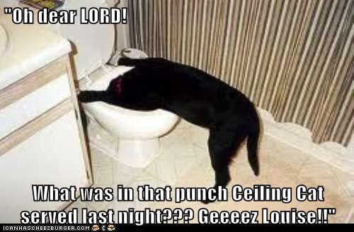 "Oh dear LORD!  What was in that punch Ceiling Cat served last night??? Geeeez Louise!!"