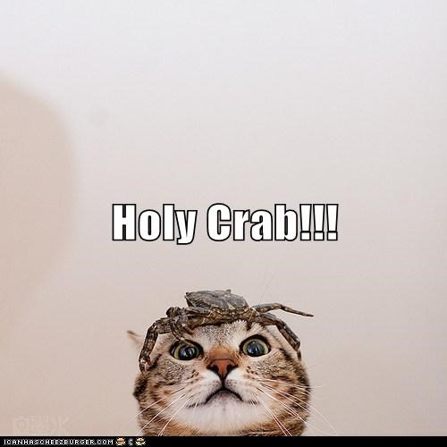 Holy Crab!!!