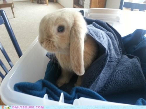 Reader Squee: The Best Way to Go to the Vet