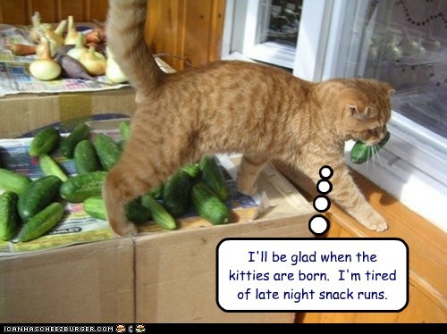 I'll be glad when the kitties are born.  I'm tired of late night snack runs.