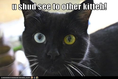 u shud see to other kitteh!