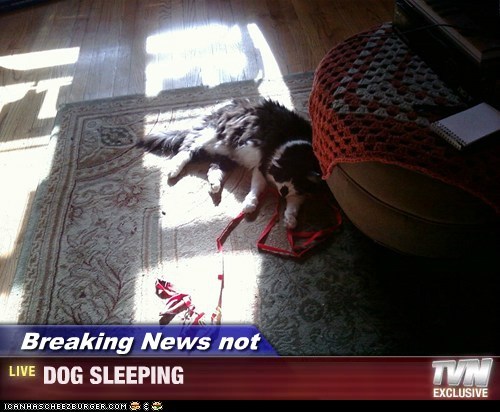 Breaking News not - DOG SLEEPING