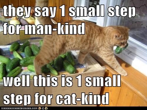 they say 1 small step for man-kind  well this is 1 small step for cat-kind