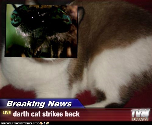 Breaking News - darth cat strikes back
