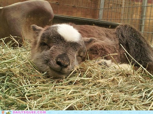 Reader Squee: Gentle Barn 