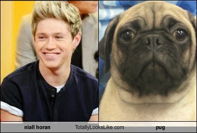 niall horan Totally Looks Like pug