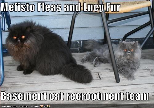 Mefisto Fleas and Lucy Fur  Basement cat recrootment team