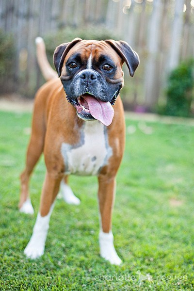 Goggie ob teh Week: Boxer Victory! 