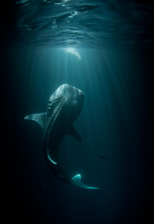 Whale Shark Encounter WIN