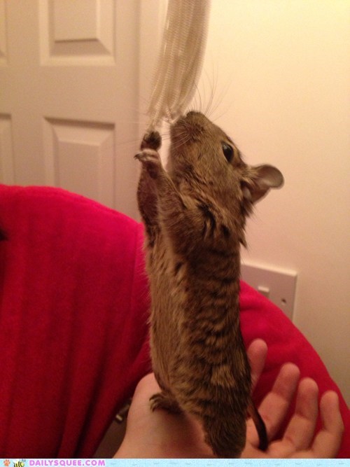 Reader Squee: Little Degu 