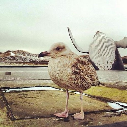 A Whale of a Photobomb