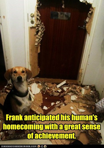 Frank anticipated his human's homecoming with a great sense of achievement.