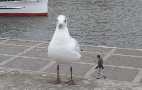 Can't Tell If Tiny Man or Giant Seagull... 