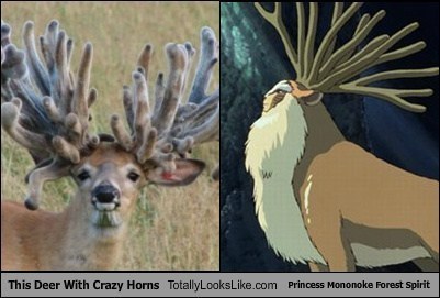 This Deer With Crazy Horns Totally Looks Like Princess Mononoke Forest Spirit 