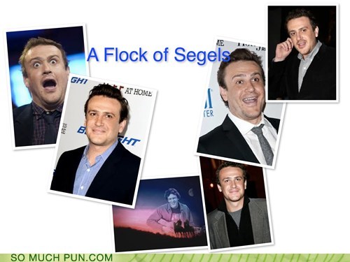A Flock of Segels