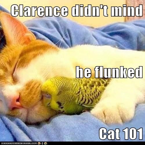 Clarence didn't mind he flunked Cat 101