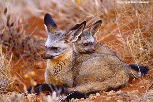 Squee Spree: Mother and Cub 