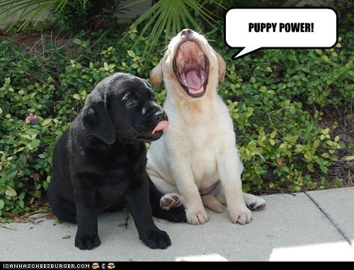 PUPPY POWER!