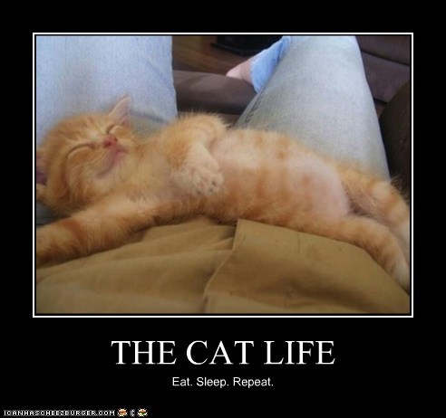 THE CAT LIFE