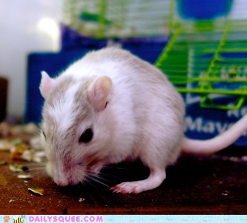Reader Squee: Looking for Noms!