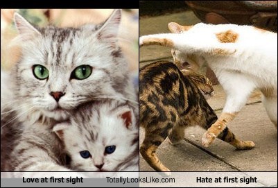 Love at first sight Totally Looks Like Hate at first sight