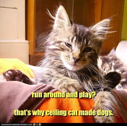 run around and play?  that's why ceiling cat made dogs.