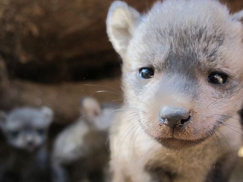 Squee Spree: Bye Bye Bat Eared Foxes! 