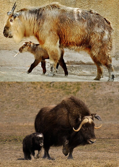 Squee Spree: Takin vs. Muskox 