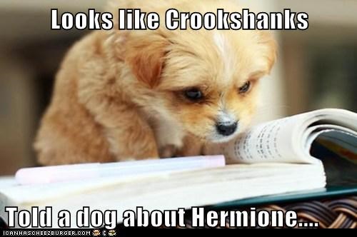 Looks like Crookshanks  Told a dog about Hermione....