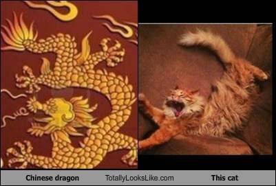 Chinese Dragon Totally Looks Like This Cat
